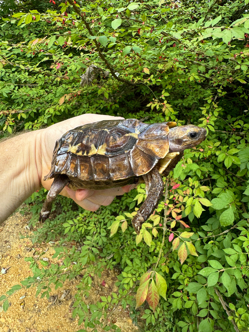 Homes Hinge-back Tortoise Female