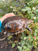 Franco-Italian Pond Turtle Adult Female