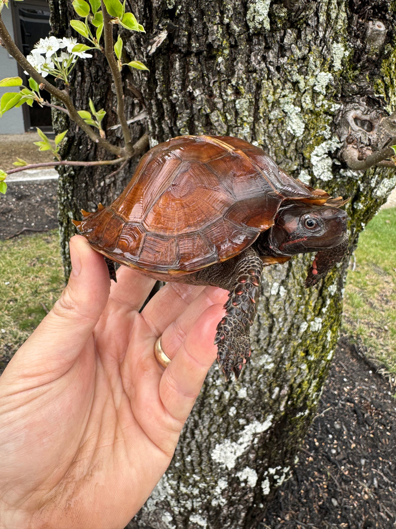 Spiny Hill Turtles For Sale | American Reptile Distributors