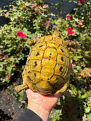 Eastern Hermann's Tortoise Adult Male