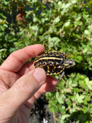 HI YELLOW Florida Box Turtle