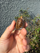 Northern Keeled Box Turtle Baby