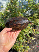 Mexican Giant Musk Adult Female