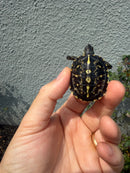 HI YELLOW Florida Box Turtle