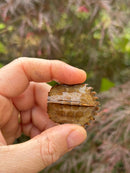 Vietnamese Black Breasted Leaf Turtle Baby 2025