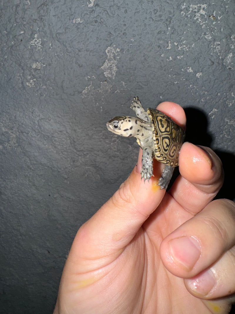 Hi White Concentric Diamondback Terrapin 2024