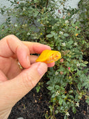 Albino Florida Red Bellied Turtle 2026