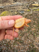Baby Albino Common Snapping Turtle Female