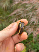 Vietnamese Black Breasted Leaf Turtle Baby 2025