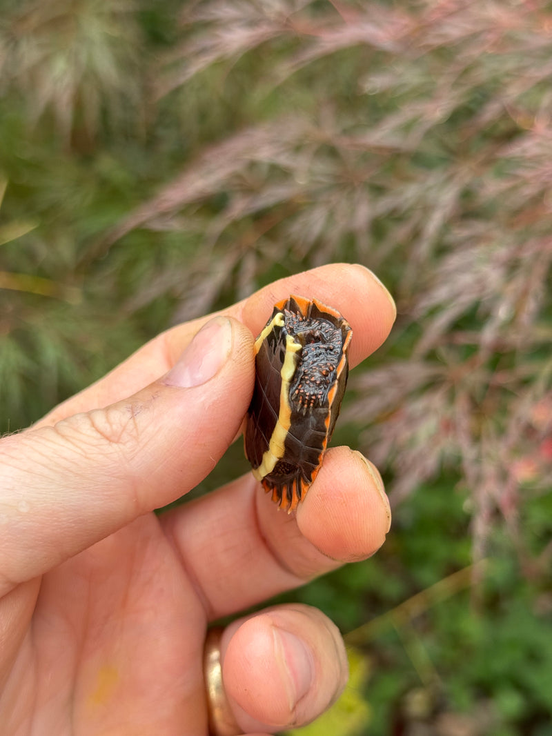 Vietnamese Black Breasted Leaf Turtle Baby 2025