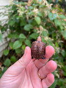 Keeled Box Turtle Baby