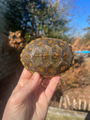 Concentric Diamondback Terrapin Adult Male  (Malaclemys terrapin)