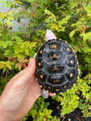 Ornate Diamondback Terrapin Female