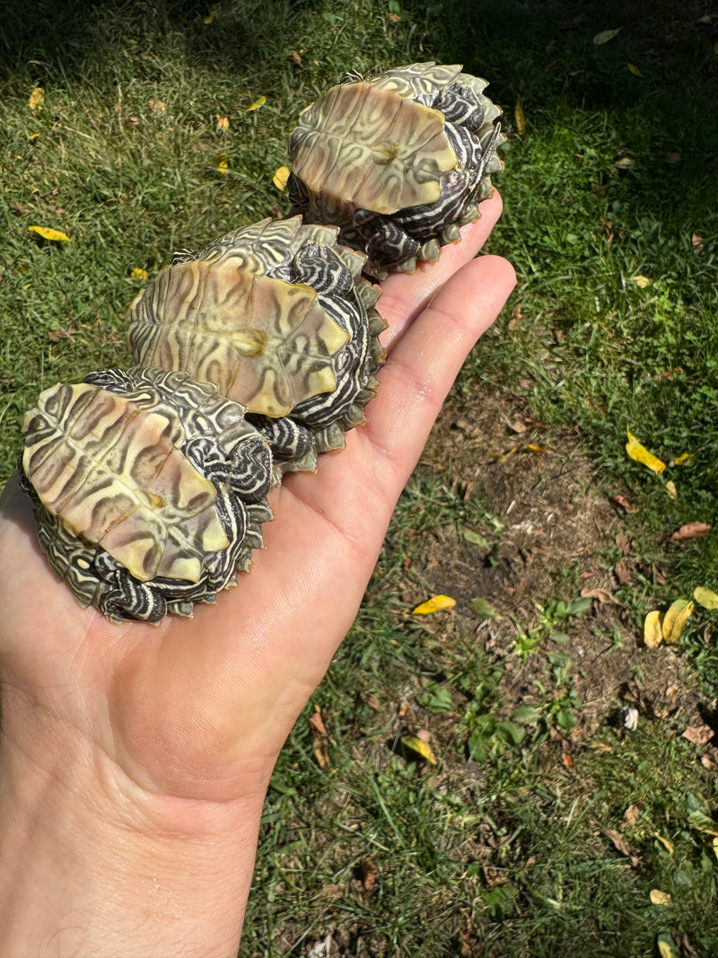 Southern Black-knobbed Sawback Map Turtles (1.2 subadults)  (Graptemys nigrinoda delticola)