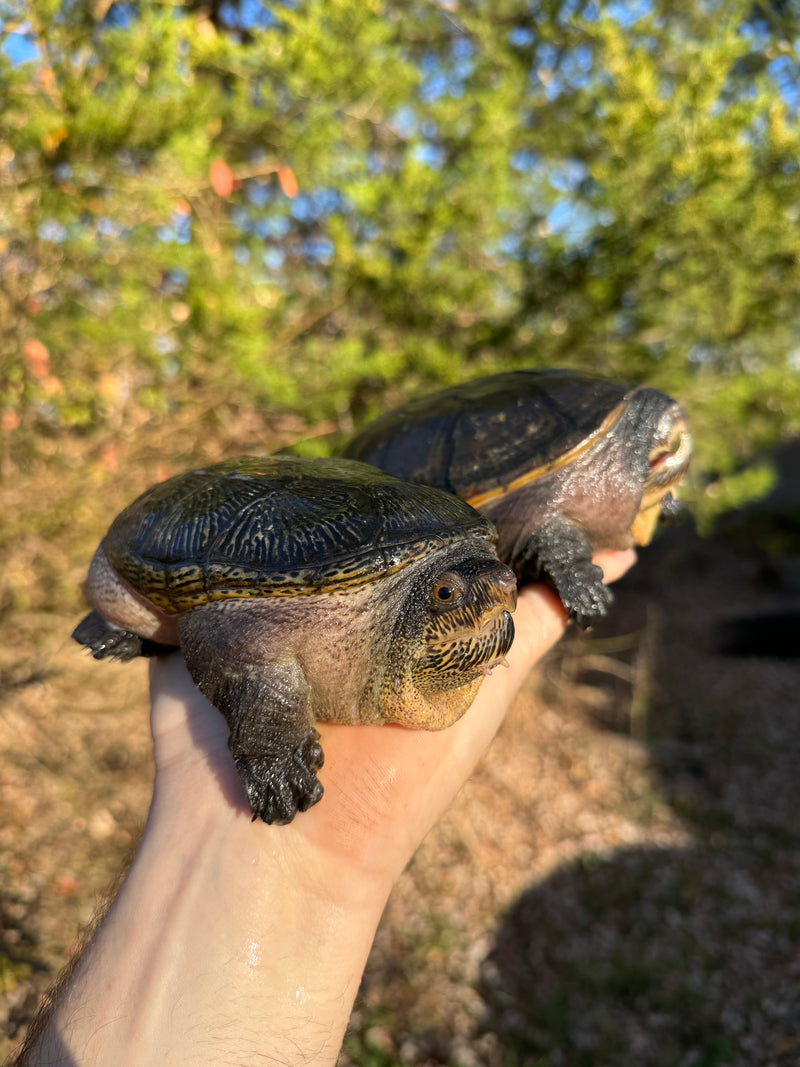 Vampire Musk Turtle Adult Pair