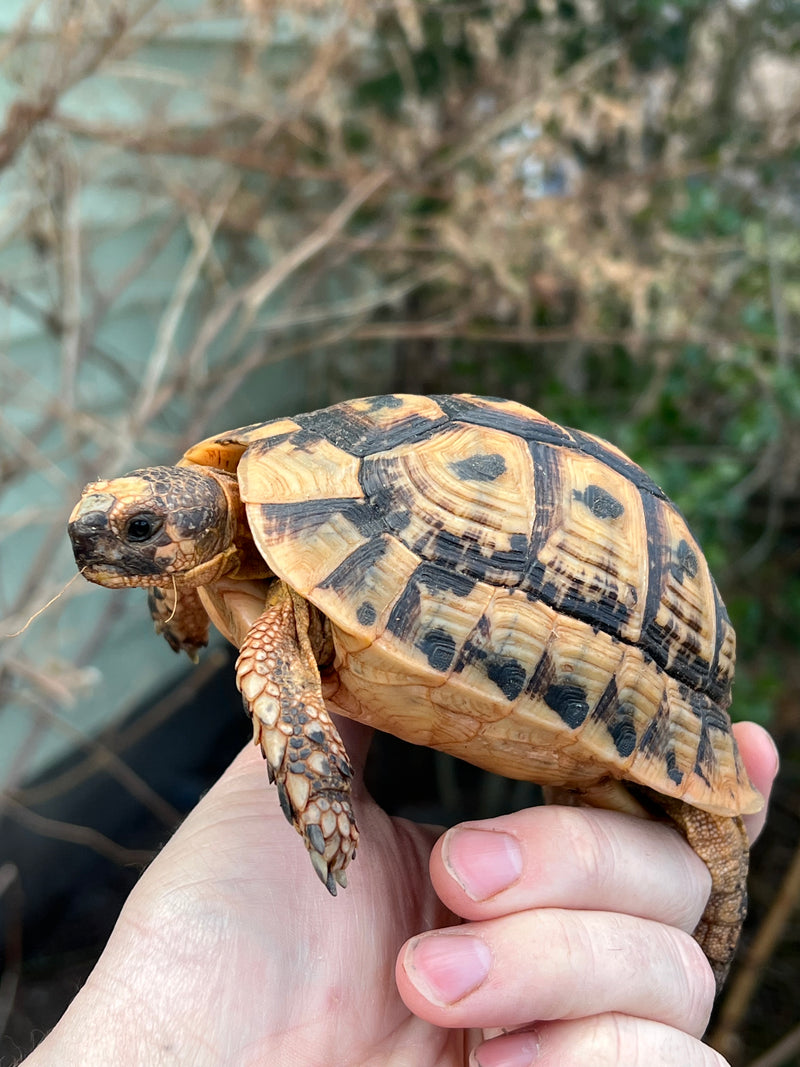 Jordanian Golden Greek Tortoise Male