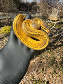 Pastel Pinstripe Low White Pied Ball Python Female