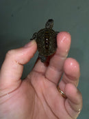 Concentric Diamondback Terrapin 2023 (Malaclemys terrapin)