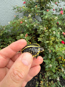 HI YELLOW Florida Box Turtle