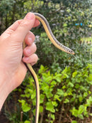 Eastern Glass Lizards (Ophisaurus ventralis)