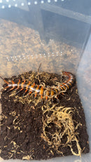 Sulawesi Red Toraja Centipede Adults（Scolopendra sp. Red Toraja）