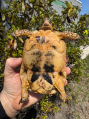Libyan Greek Tortoise Adult Male