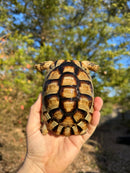 Marginated Tortoise Female