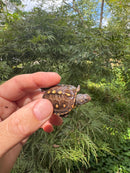 Hi Color Orange Baby Eastern Box Turtle