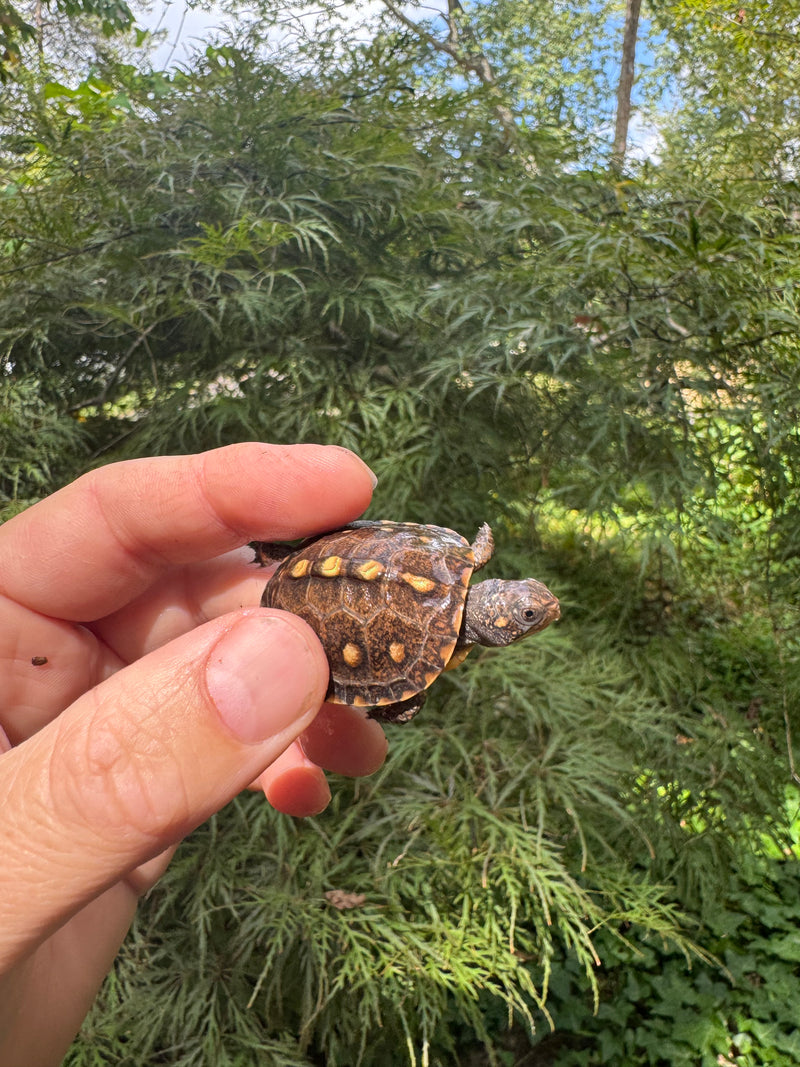 Hi Color Orange Baby Eastern Box Turtle