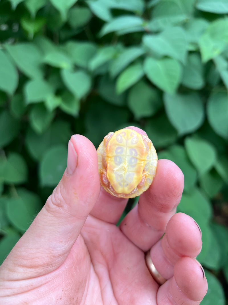 Paradox Albino Red Eared Slider Turtle  2024