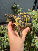 Eastern Hermann's Tortoise Adult Male
