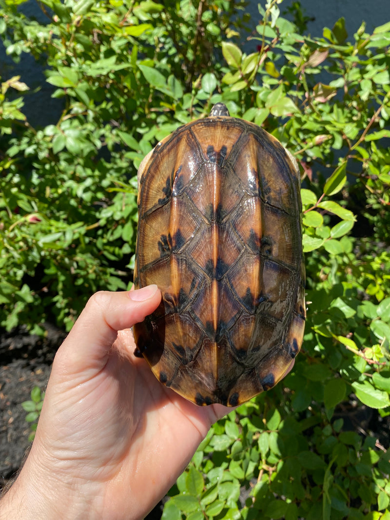 Mexican Giant Musk Adult Pair #2601 (Staurotypus triporcatus)