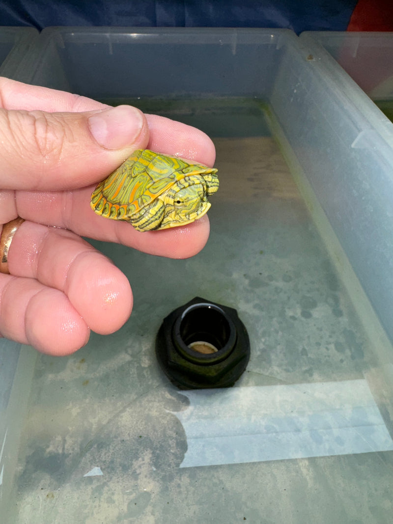 Hi Red Line Bred Pastel Red Eared Slider Turtle 2024