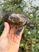 Franco-Italian Pond Turtle Adult Male