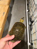 Sicilian Pond Turtle Adult Pair
