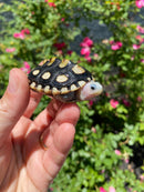 Ornate Diamondback Terrapin Female
