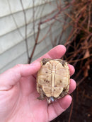 Syrian Golden Greek Tortoise 2023