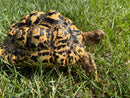 Hi White Leopard Tortoise Female
