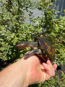 Red Cheeked Mud Turtle Adult Trio