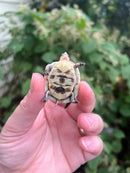 HI YELLOW Florida Box Turtle Baby