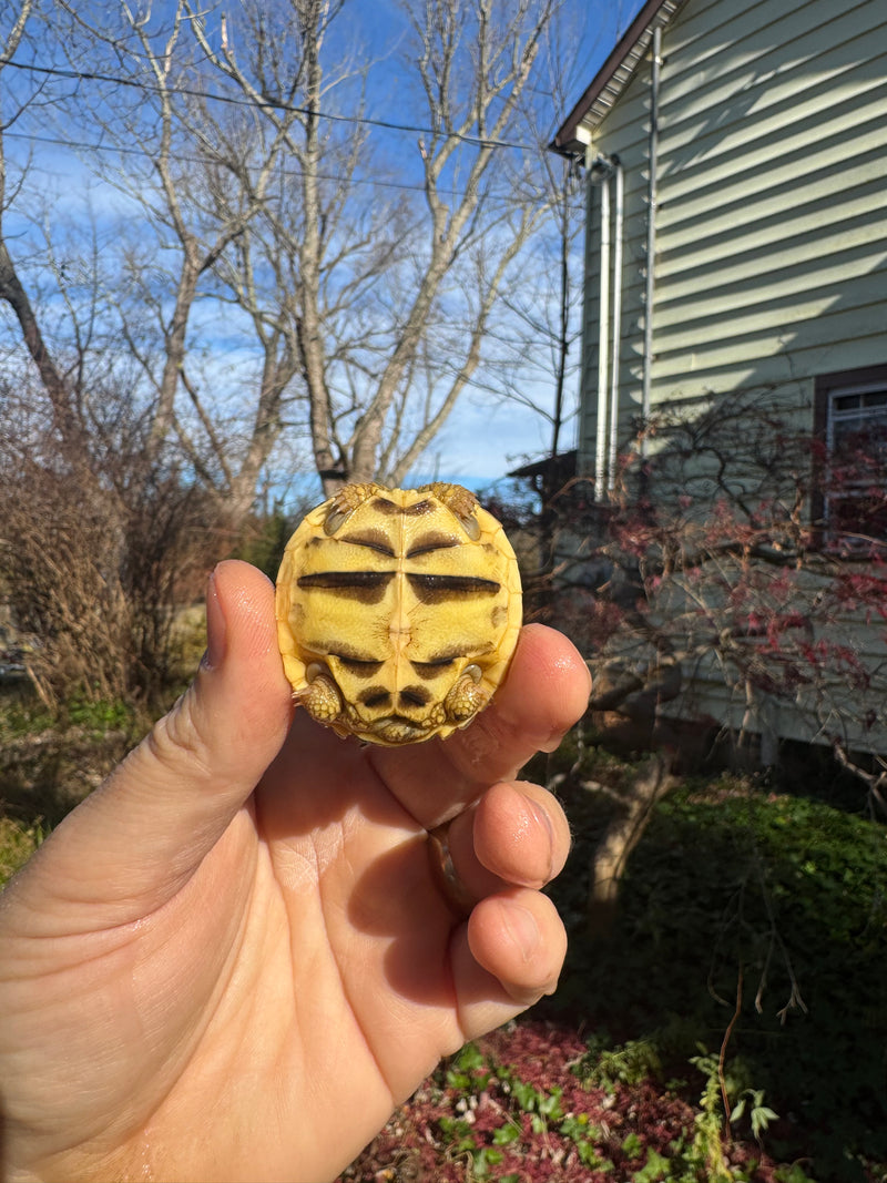 Sri Lankan Star Tortoise 2025