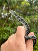 Florida Blue Garter Snake Adult Female
