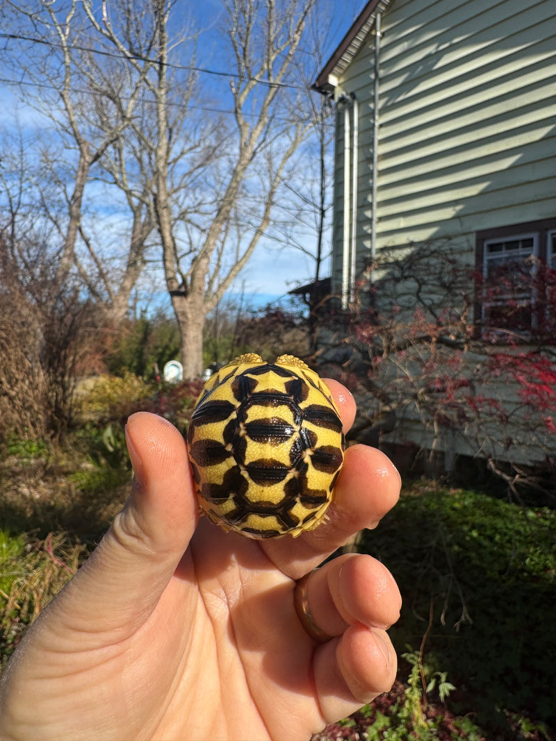 Sri Lankan Star Tortoise 2025