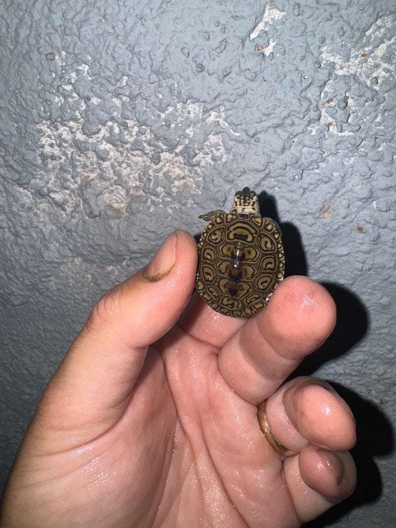 Hi White Concentric Diamondback Terrapin 2024