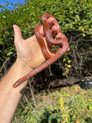 Yunnan Mountain Ratsnake Adult Pair