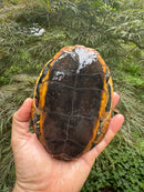 Twist-necked Turtle LTC Female