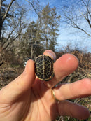 Pastel Reeves Turtle Baby 2025