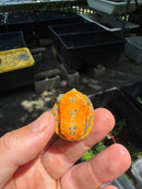 Orange Sunglow Baby Florida Red Bellied Turtle 2025