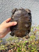 Burmese Black Mountain Tortoise Female