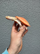 Albino Pink Bellied Sideneck Turtle Young Adult Female